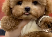 Toy Poodle Kore Kan Yavrularımız